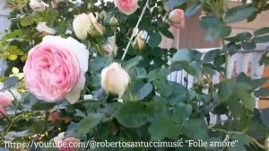Как цветёт плетистая роза Пьер де Ронсар? Climbing rose Pierre de Ronsard bloom. (Eden rose )