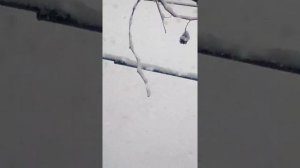 Срочное сообщение почему не вышел видео ролик на оф-роад на снегу на спортику