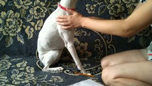 Уиппет как он есть)