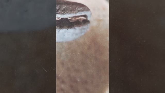 Яичница ПП. Я похудела на 14 кг. за 2,5 месяца.Подписывайтесь и вставьте лайки! Спасибо! "Еда ПП"! смотреть онлайн