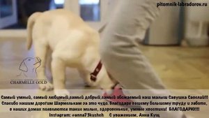 Лабрадор лучший друг. Малыш Савушка Шармель голд. Отзыв для питомника.