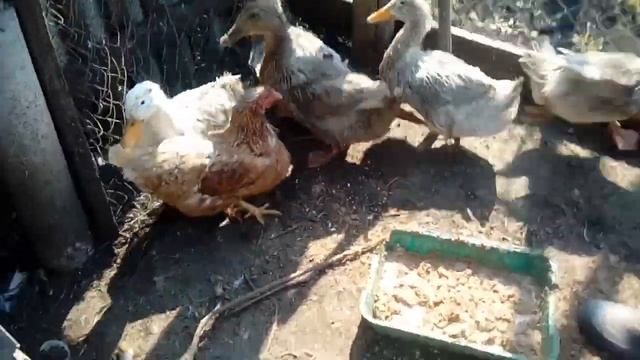 Как отличить утку от селезня смотреть онлайн