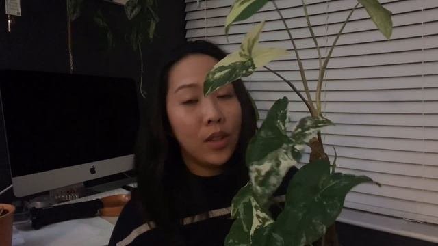 Syngonium Update | Wendlandii & Variegated Plants