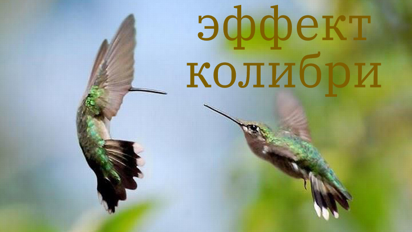 ♫ ЭФФЕКТ КОЛИБРИ !!! ЛАГУНА !!!.mp4