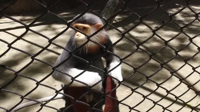 Сафари Парк в Бангкоке. Safari World. смотреть онлайн