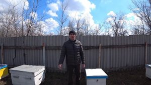 Как я тестировал 5 пород пчел на своей пасеке