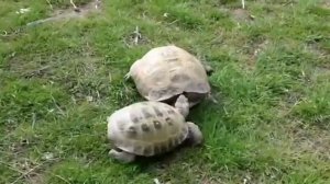 Спариваются черепахи