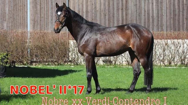 ВИДЕОКАТАЛОГ ЛОШАДЕЙ ПКХ ЭЛИТАР. Часть II - КОНКУР ТРОЕБОРЬЕ. смотреть онлайн