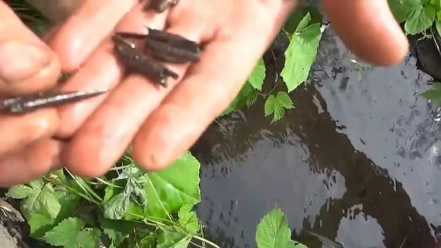 Личинка ручейника. смотреть онлайн