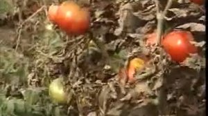 Кочубеевское ( Ставропольский край ) 1999