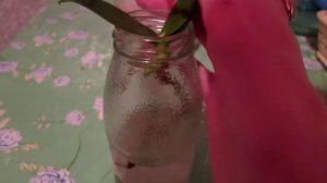 Детка Орхидеи Фаленопсис Без корней!Лучший способ наращивания корешков!