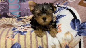 ЙОРКШИРСКИЙ ТЕРЬЕР - Все о породе / ПОЛЕЗНЫЕ СОВЕТЫ и РЕКОМЕНДАЦИИ ПРИ ПОКУПКЕ!