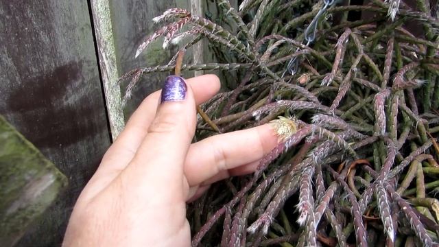Rhipsalis pilocarpa Epiphytic Cactus Plant in beautiful Flower смотреть онлайн