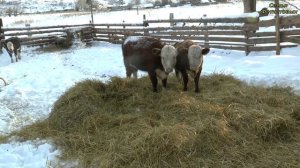 Бюджетный сарай своими руками. Телёнок в шубе/ Семья Фетистовых