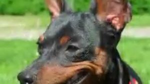 Miniature pinscher Карликовый (мини) пинчер.