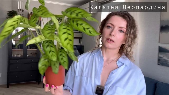 Новинки коллекции комнатных растений » Июль 2023
