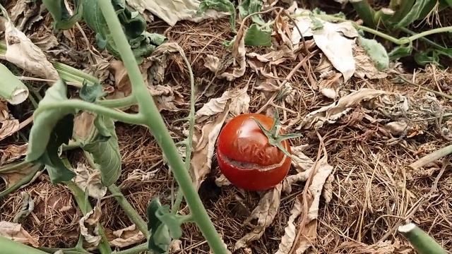 Июль 2021 серия №7. Самые черные томаты. Мульча из хвои.
