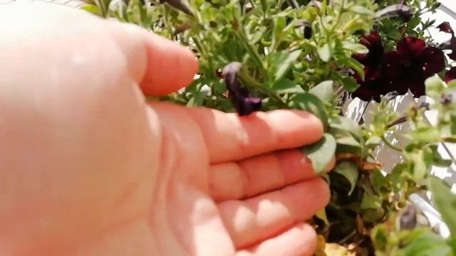 Как ухаживать за петунией в дождливую погоду? Как бороться с мучнистой росой? смотреть онлайн