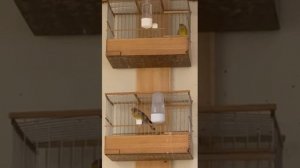 ГИБРИД ЩЕГЛА И КАНАРЕЙКИ ПЕНИЕ