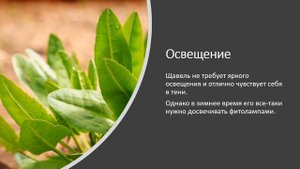 Как вырастить щавель на подоконнике