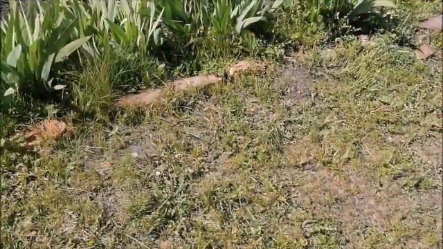 Посадка рассады петунии смотреть онлайн