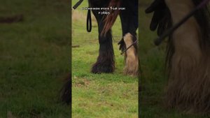 КАК НАУЧИТЬ ЛОШАДЬ ДЕЛАТЬ ПОКЛОН?