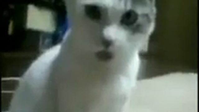 Собачья любовь смотреть онлайн