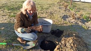 КАК ПОСАДИТЬ ПИОН. САЖАЕМ ПИОНЫ НА ДАЧЕ