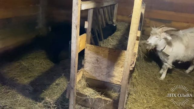 У нас появился единорог😄 смотреть онлайн