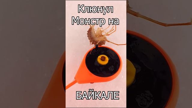 Байкал, ловили рыбу, а поймали это. Кто это?