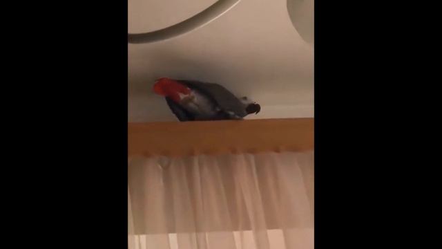 Попугай Жора разговаривает. Небольшая зарисовка смотреть онлайн