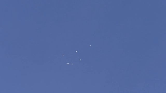 Николаевские голуби не хотят садится. смотреть онлайн