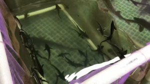 УЗВ. Взвешивание малька стерляди.