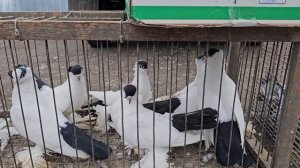 Голуби цены Птичий рынок г Прохладный