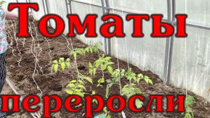Как быстро и правильно посадить переросшие томаты......