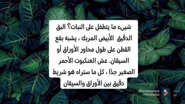 أجمل نبات الزينة نبتة الكروتون Crotons احتياجاته و إكثاره وطريقة الحفاظ عليه смотреть онлайн