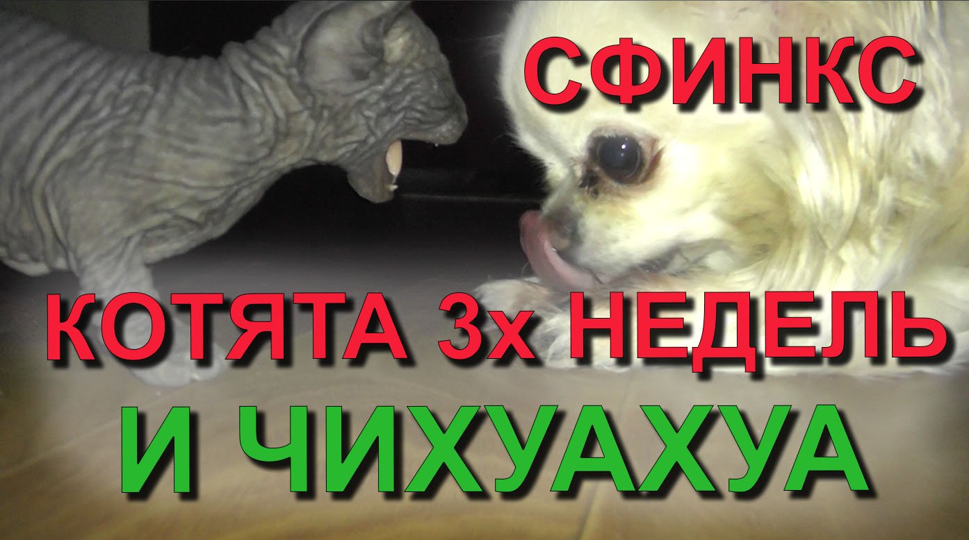 ✅ Реакция новорожденных котят на собаку! Котята сфинкс и чихуахуа. Наши питомцы. kitten and dog