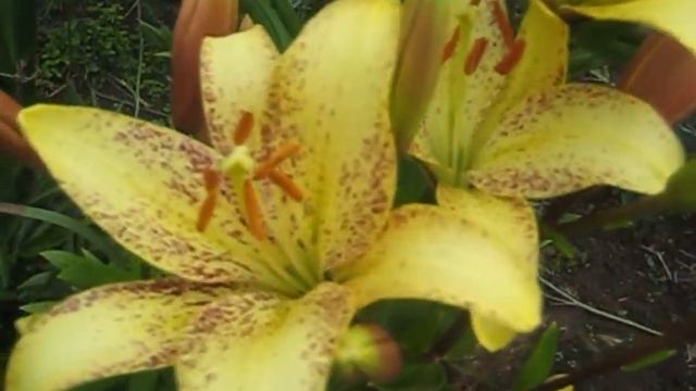 У МАМЫ НА ДАЧЕ/НАША ТИХАЯ ОХОТА В ЛЕСУ смотреть онлайн