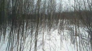 Металлокоп на торфянниках..