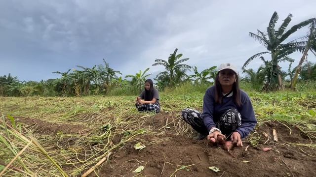 SWEET POTATO AND CORN HARVEST???
