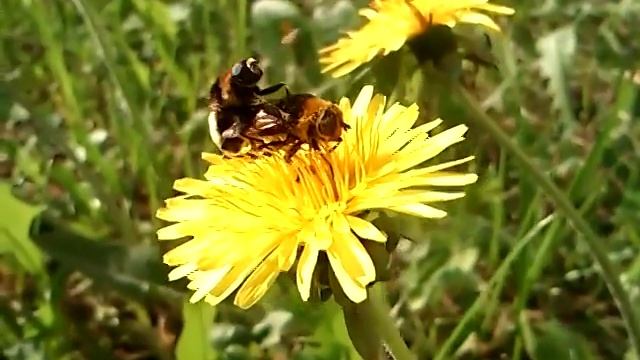 дикая природа глазами Лемура смотреть онлайн