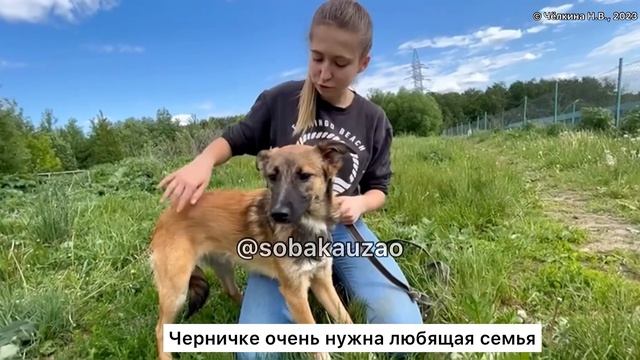 Маленькая Черничка из приюта ищет родителей! Проект Собака Юзао 88955523195 смотреть онлайн
