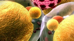 Куда девается жир, когда человек худеет?