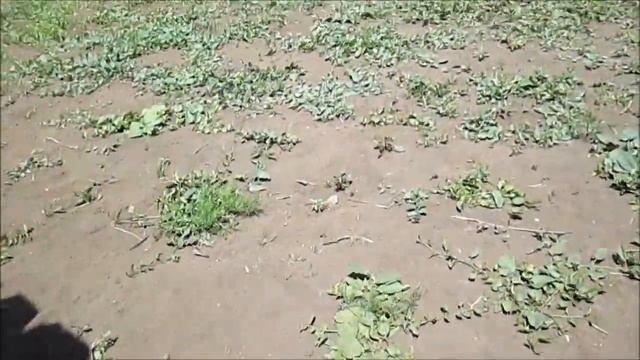 Загон для ВЕНГЕРСКОЙ МАНГАЛИЦЫ из поддонов (паллет) своими руками! / Заселение свиней в новый заго смотреть онлайн