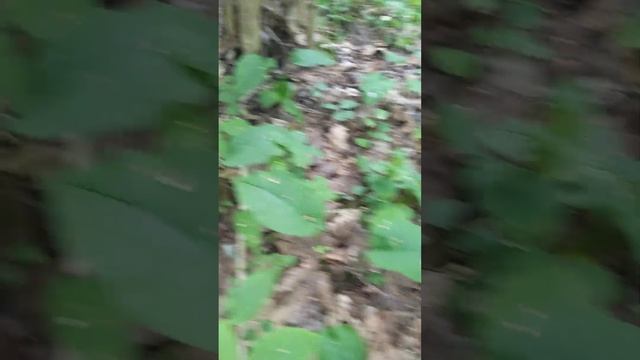 Волна подосиновиков в Подмосковье смотреть онлайн