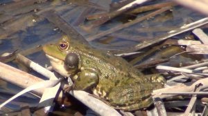 Лягушка Свияга Ульяновск 10 мая 2013г Часть 2