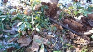 Кощей  - 5и в работе