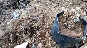 Мультифлора в условиях Урала Март 2019