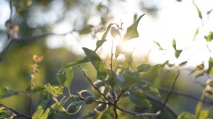 Музыка для лёгкого пробуждения / Заряд бодрости на весь день