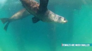 Swimming with Seals - Port Phillip Bay, Australia